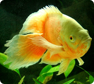 Oscar - Long Finned Red Albino Tiger 3 - 4 inch